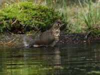 Turdus philomelos 24, Zanglijster, Saxifraga-Luuk Vermeer