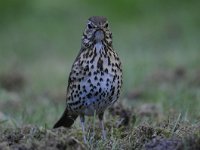 Turdus philomelos 30, Zanglijster, Saxifraga-Luuk Vermeer