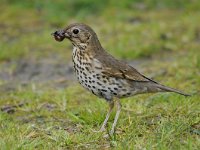 Turdus philomelos 38, Zanglijster, Saxifraga-Luuk Vermeer