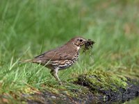 Turdus philomelos 48, Zanglijster, Saxifraga-Luuk Vermeer