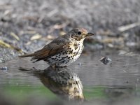 Turdus philomelos 59, Zanglijster, Saxifraga-Luuk Vermeer