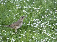 Turdus philomelos 62, Zanglijster, Saxifraga-Willem van Kruijsbergen