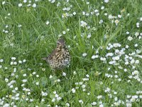 Turdus philomelos 63, Zanglijster, Saxifraga-Willem van Kruijsbergen