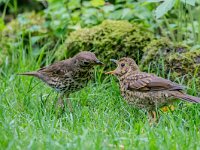 Turdus philomelos 69, Zanglijster, adult, and juvenile, Saxifraga-Theo Verstrael