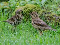 Turdus philomelos 70, Zanglijster, adult, and juvenile, Saxifraga-Theo Verstrael