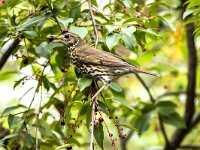 Turdus philomelos 76, Zanglijster, adult, Saxifraga-Theo Verstrael