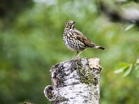 Turdus philomelos 87, Zanglijster, adult, Saxifraga-Theo Verstrael