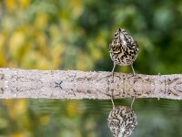 Turdus philomelos 90, Zanglijster, adult, Saxifraga-Theo Verstrael