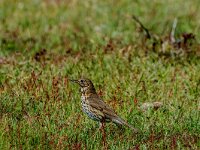 Turdus philomelos 92, Zanglijster, adult, Saxifraga-Theo Verstrael