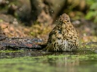 Turdus philomelos 96, Zanglijster, adult, Saxifraga-Theo Verstrael