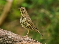 Turdus philomelos 99, Zanglijster, adult, Saxifraga-Theo Verstrael