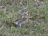 Turdus pilaris 44, Kramsvogel, Saxifraga-Luuk Vermeer