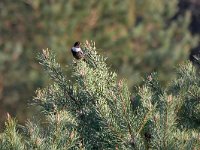 Turdus torquatus 7, Beflijster, Saxifraga-Tom Heijnen