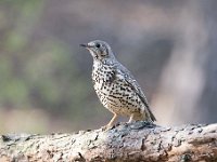 Turdus viscivorus 10, Grote lijster, Saxifraga-Luuk Vermeer