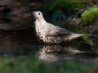 Turdus viscivorus 12, Grote lijster, Saxifraga-Luuk Vermeer