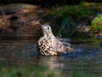 Turdus viscivorus 15, Grote lijster, Saxifraga-Luuk Vermeer