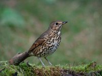 Turdus viscivorus 18, Grote lijster, Saxifraga-Luuk Vermeer