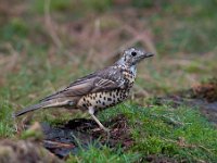 Turdus viscivorus 19, Grote lijster, Saxifraga-Luuk Vermeer