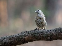 Turdus viscivorus 24, Grote lijster, Saxifraga-Luuk Vermeer