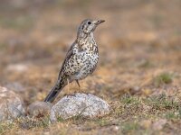 Mistle thrush perched on stone  Mistle thrush (Turdus viscivorus) perched on rock in Spanish Pyrenees, Catalonia, Spain. April. Found in open woods, parks, hedges and cultivated land, the mistle thrush feeds on a wide variety of invertebrates, seeds and berries. : Spanish, Turdidae, animal, asia, autumn, beautiful, beauty, bird, bird singing, birding, birds, birdwatching, breeding, britain, british, countryside, drinking pool, europe, fauna, feathers, field, fieldfare, forest, garden, grass, greater thrush, male, migration, mistle, mistle thrush, mountains, nature, portrait, pyrenees, season, song bird, song birds, spain, thrush, turdus, turdus viscivorus, uk, viscivorus, wild, wilderness, wildlife, wings