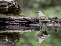 Turdus viscivorus 34, Grote lijster, adult, Saxifraga-Theo Verstrael