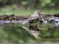 Turdus viscivorus 35, Grote lijster, adult, Saxifraga-Theo Verstrael