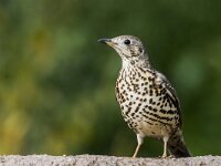 Turdus viscivorus 38, Grote lijster, adult, Saxifraga-Theo Verstrael