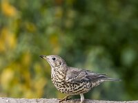 Turdus viscivorus 40, Grote lijster, adult, Saxifraga-Theo Verstrael