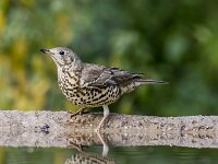 Turdus viscivorus 41, Grote lijster, adult, Saxifraga-Theo Verstrael