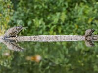 Turdus viscivorus 43, Grote lijster, adult, Saxifraga-Theo Verstrael