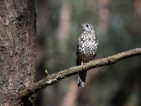 Turdus viscivorus 8, Grote lijster, Saxifraga-Luuk Vermeer