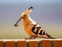 Upupa epops 32, Hop, Saxifraga-Bart Vastenhouw