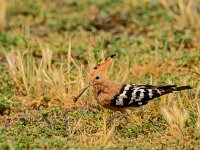 Upupa epops 41, Hop, adult, Saxifraga-Theo Verstrael