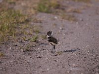 Vanellus vanellus 108, Kievit, Saxifraga-Luuk Vermeer