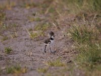 Vanellus vanellus 109, Kievit, Saxifraga-Luuk Vermeer