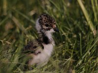 Vanellus vanellus 112, Kievit, Saxifraga-Luuk Vermeer