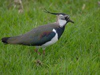 Vanellus vanellus 114, Kievit, Saxifraga-Luuk Vermeer