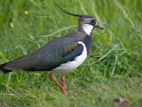 Vanellus vanellus 115, Kievit, Saxifraga-Luuk Vermeer