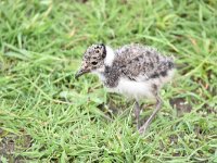 Vanellus vanellus 116, Kievit, Saxifraga-Luuk Vermeer