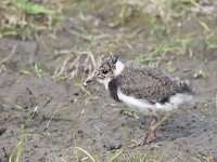 Vanellus vanellus 118, Kievit, Saxifraga-Luuk Vermeer