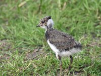 Vanellus vanellus 119, Kievit, Saxifraga-Luuk Vermeer