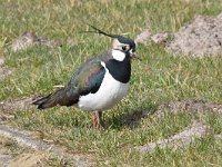 Vanellus vanellus 121, Kievit, Saxifraga-Luuk Vermeer