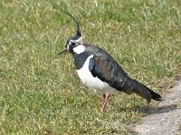 Vanellus vanellus 122, Kievit, Saxifraga-Luuk Vermeer