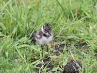 Vanellus vanellus 124, Kievit, Saxifraga-Luuk Vermeer