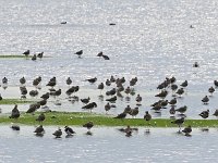 Vanellus vanellus 136, Kievit, Saxifraga-Hans Dekker