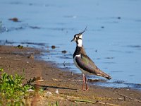 Vanellus vanellus 139, Kievit, Saxifraga-Hans Dekker