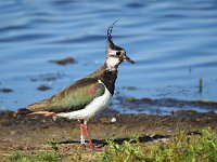 Vanellus vanellus 140, Kievit, Saxifraga-Hans Dekker