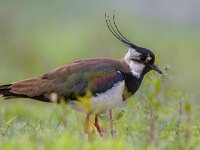 Male Northern lapwing in marshland habitat with vivid green background  Male Northern lapwing (Vanellus vanellus) in marshland habitat with vivid green background. This bird is iconic for the dutch countryside. : Netherlands, adorable, animal, background, bird, birdwatching, black, coast, crest, crested, cute, dutch, europe, european, fauna, field, friesland, funny, grass, green, groningen, holland, iconic, iridescent, lake, lapwing, looking, male, marsh, meadow, natural, nature, north, northern, pearly, peewit, plover, russia, shimmering, shiny, spring, swamp, vanellus, wader, walking, water, wetland, white, wild, wildlife