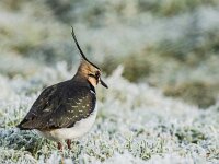 Vanellus vanellus 158, Kievit, adult, female, Saxifraga-Theo Verstrael