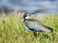 Vanellus vanellus 162, Kievit, adult, male, Saxifraga-Theo Verstrael